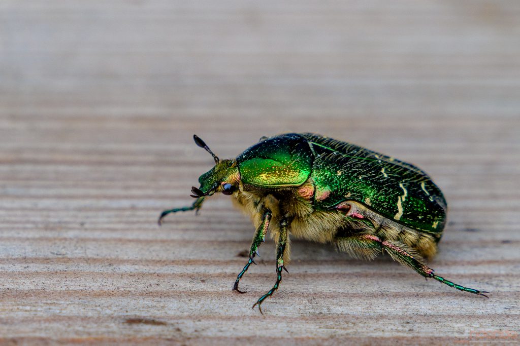 Goldglänzender Rosenkäfer (Centonia Aurata)