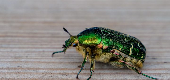 Goldglänzender Rosenkäfer (Centonia Aurata)