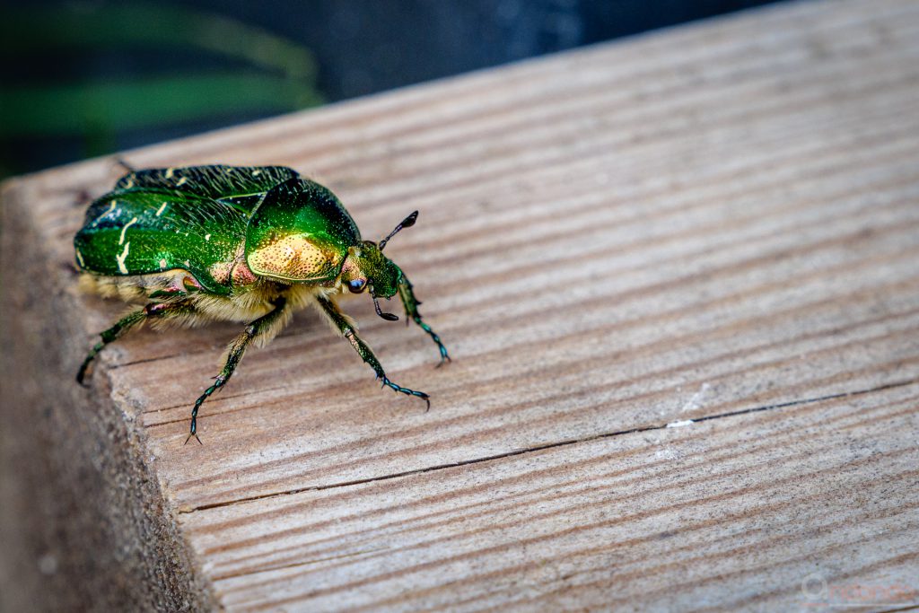 Goldglänzender Rosenkäfer (Centonia Aurata)