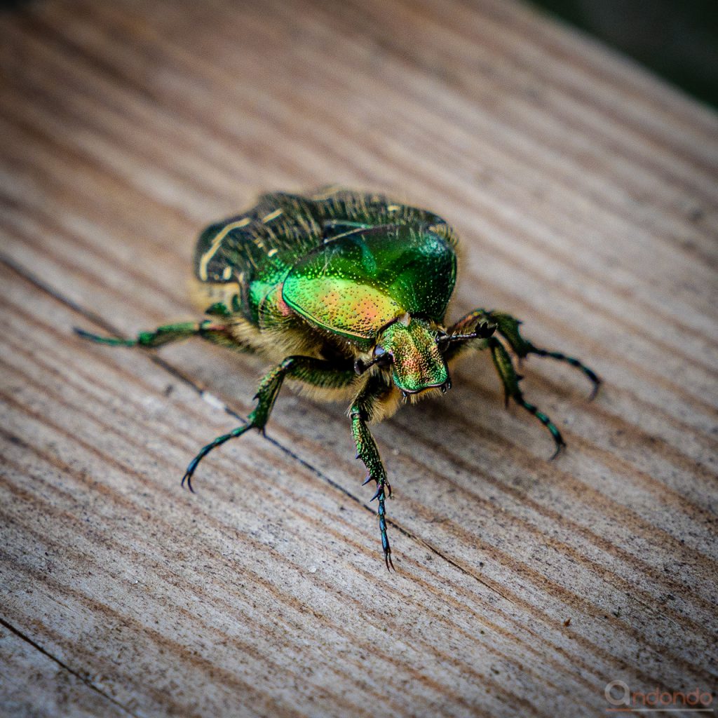 Goldglänzender Rosenkäfer (Centonia Aurata)