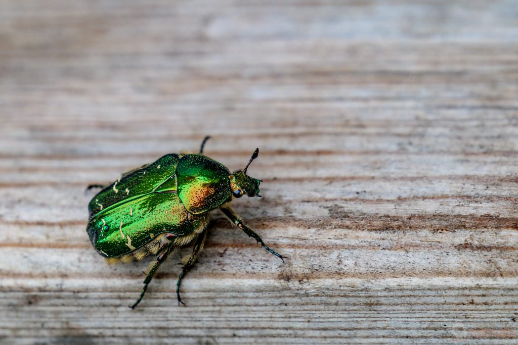 Goldglänzender Rosenkäfer (Centonia Aurata)