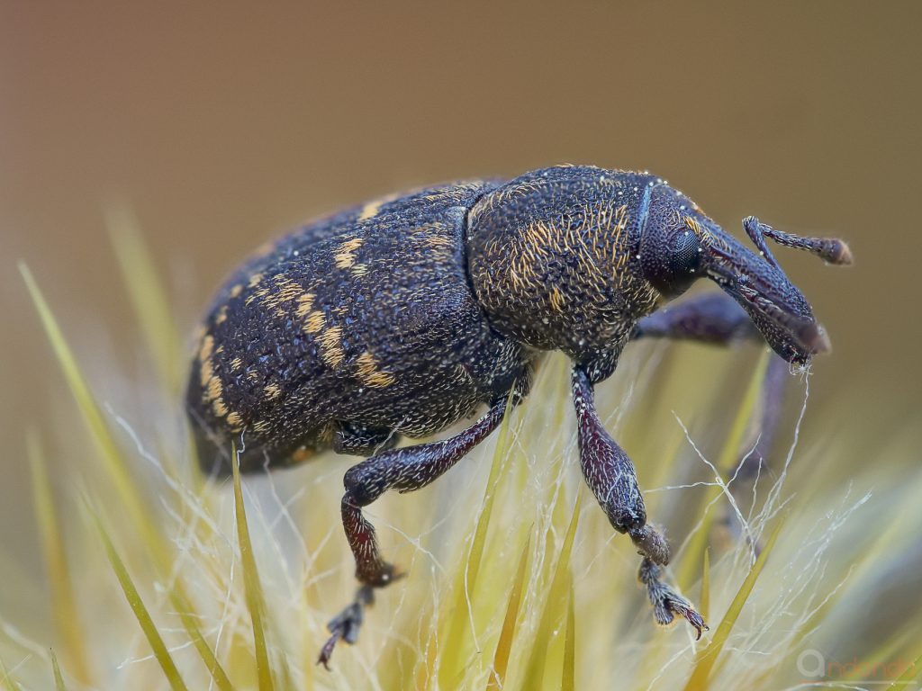 Großer Brauner Rüsselkäfer (Hylobius abietis)