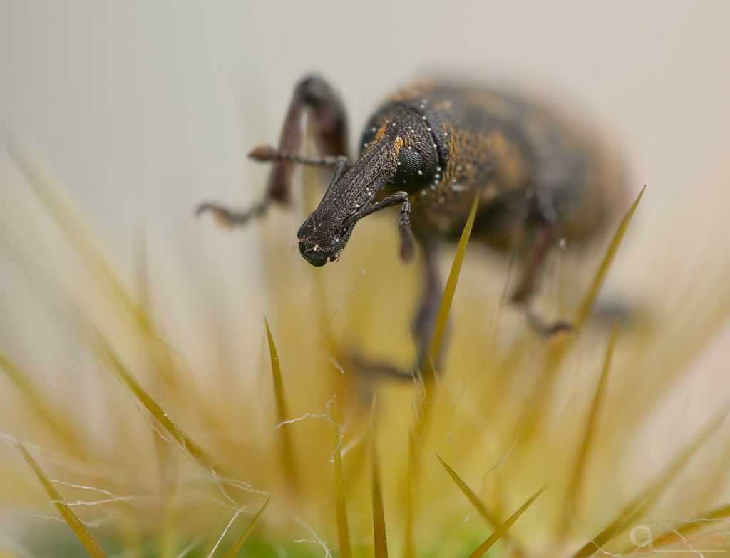 Großer Brauner Rüsselkäfer (Hylobius abietis)