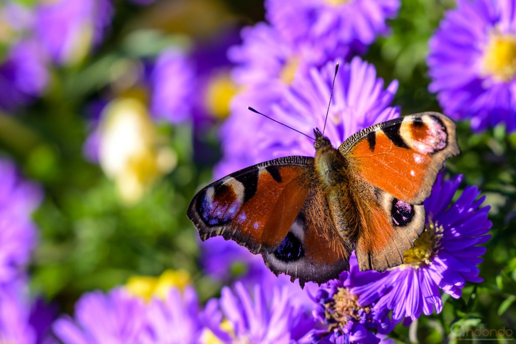 Tagpfauenauge an Herbstaster