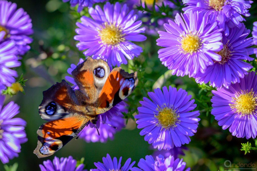 Tagpfauenauge an Herbstaster