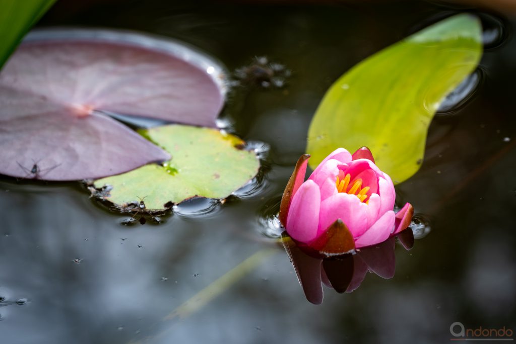 Seerosenblüte