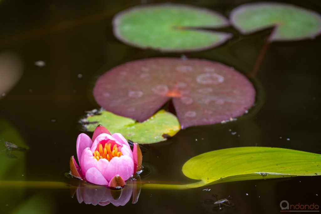 Seerosenblüte