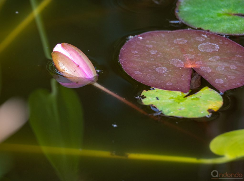 Seerosenblüte Knospe