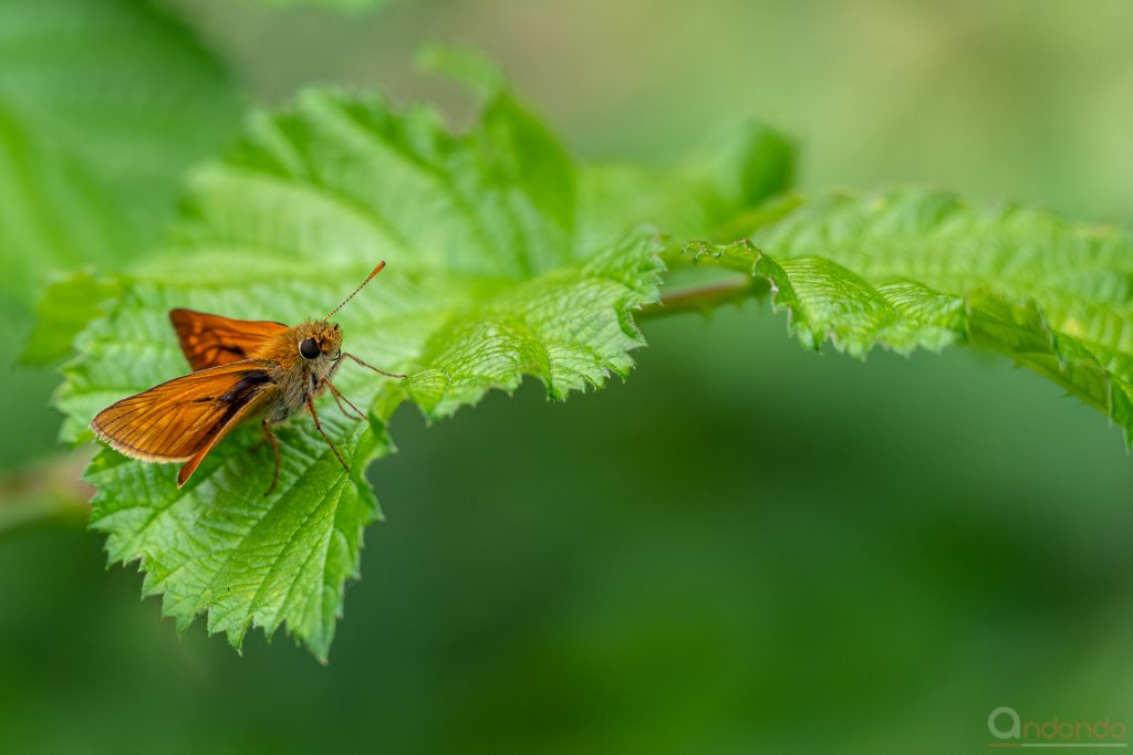 Rostfarbiger Dickkopffalter (Ochlodes sylvanus)