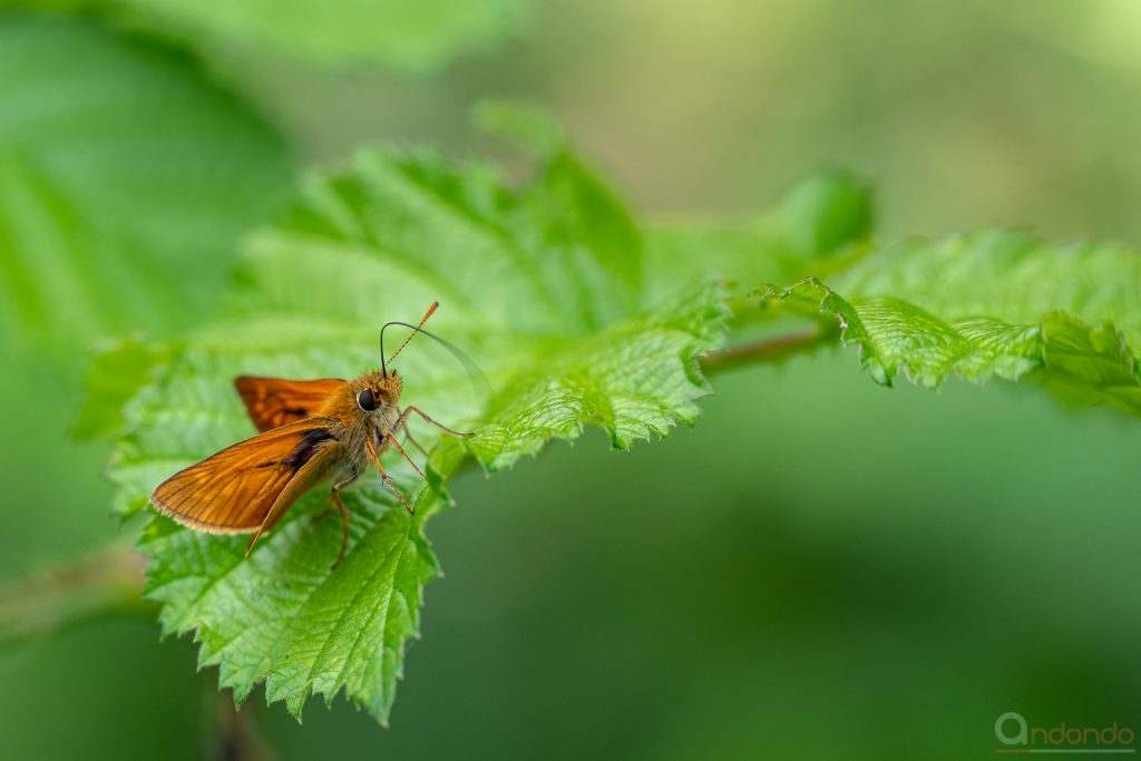 Rostfarbiger Dickkopffalter (Ochlodes sylvanus)