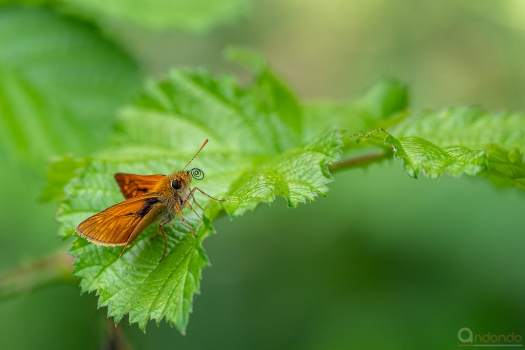 Rostfarbiger Dickkopffalter (Ochlodes sylvanus)