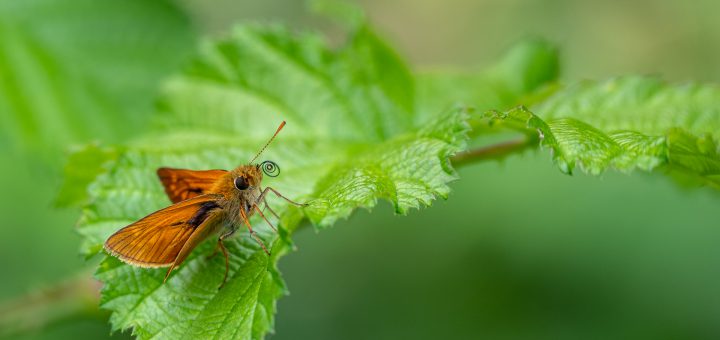 Rostfarbiger Dickkopffalter (Ochlodes sylvanus)