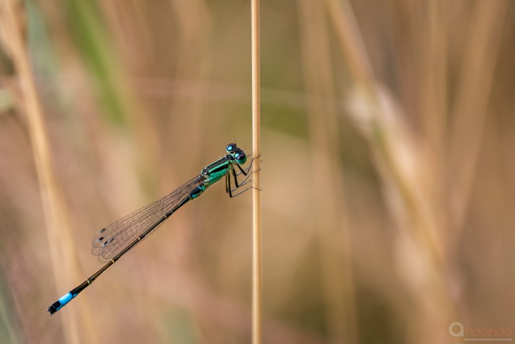 Pechlibelle (Ischnura elegans)