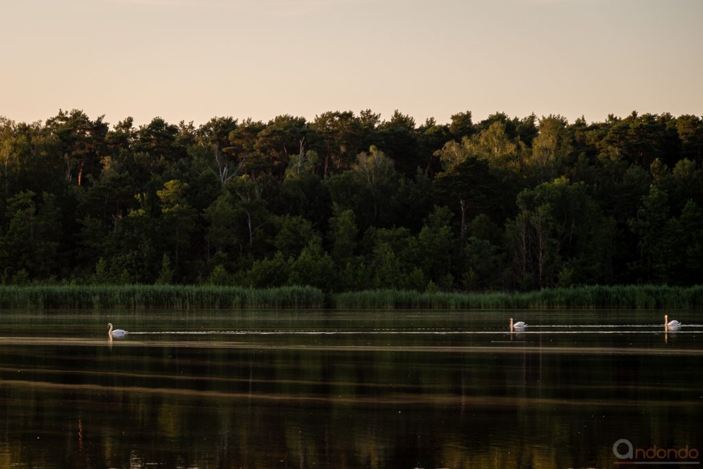 Schwäne auf dem See