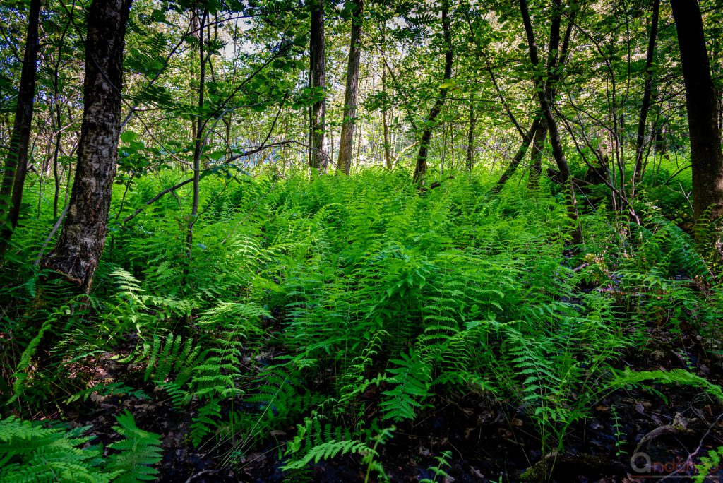 Wanderweg an den Heideseen