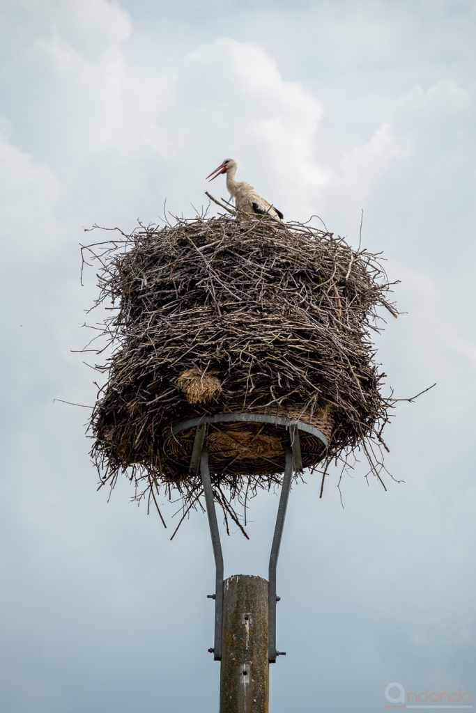 Storch und Storchennest