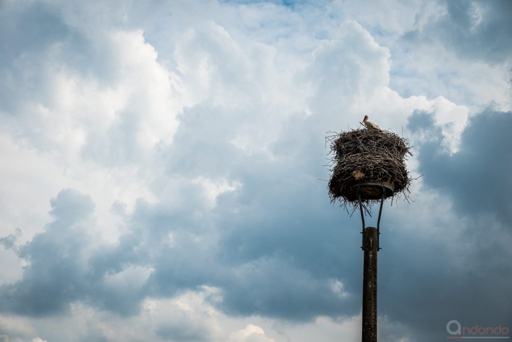 Storch und Storchennest