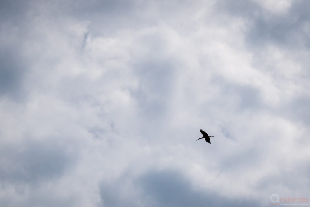 Fliegender Storch