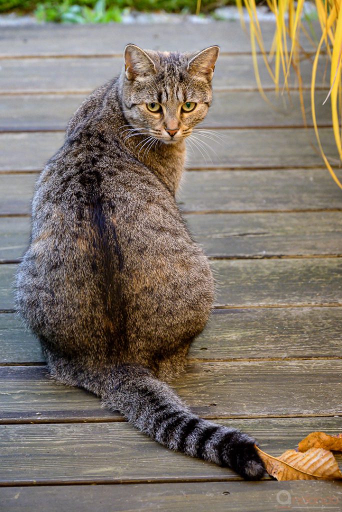 Katze auf der Terasse