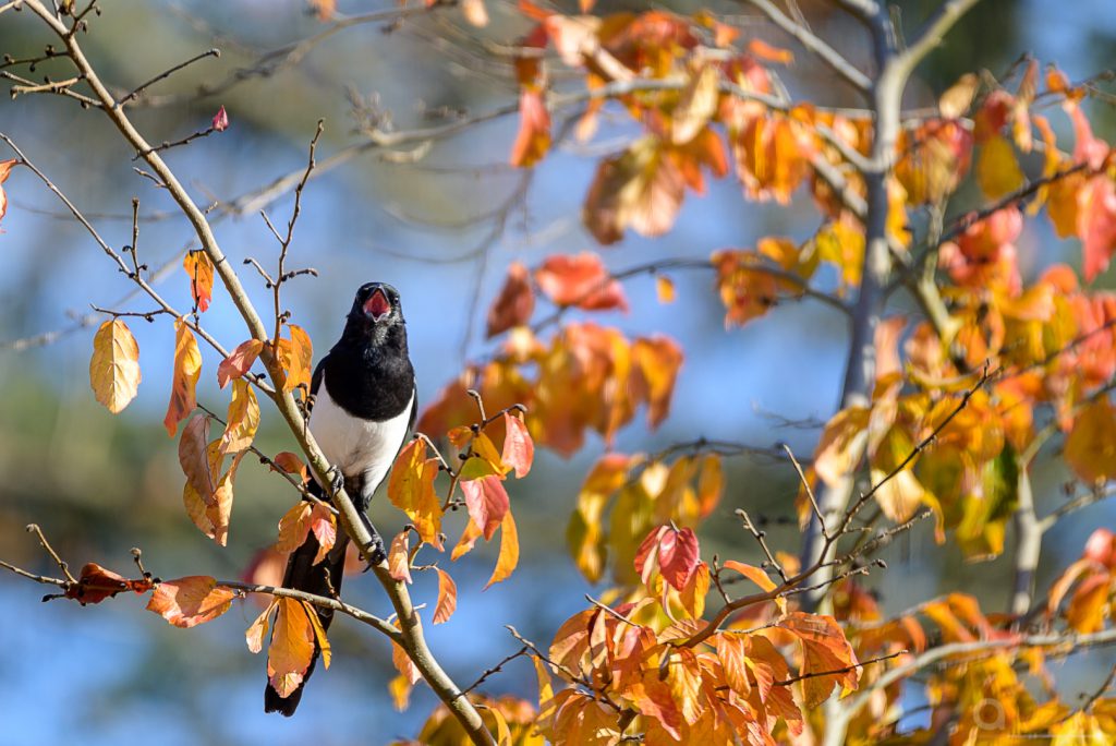 Wachsame Elster in der Parrotie