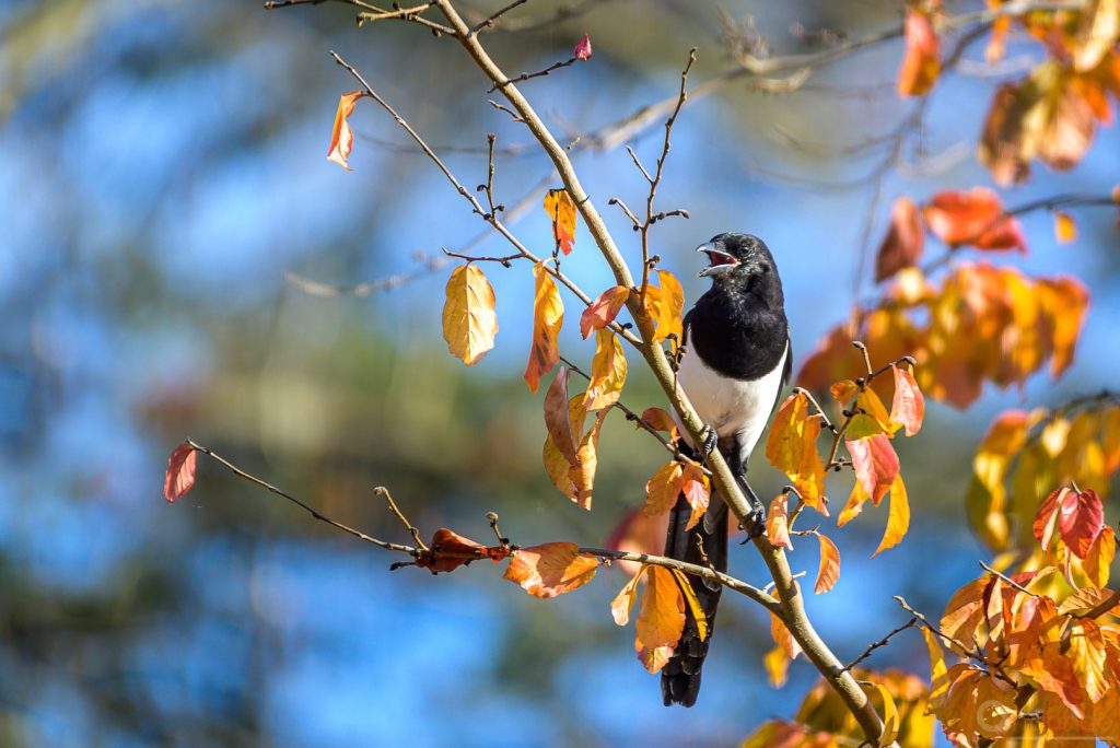 Wachsame Elster in der Parrotie