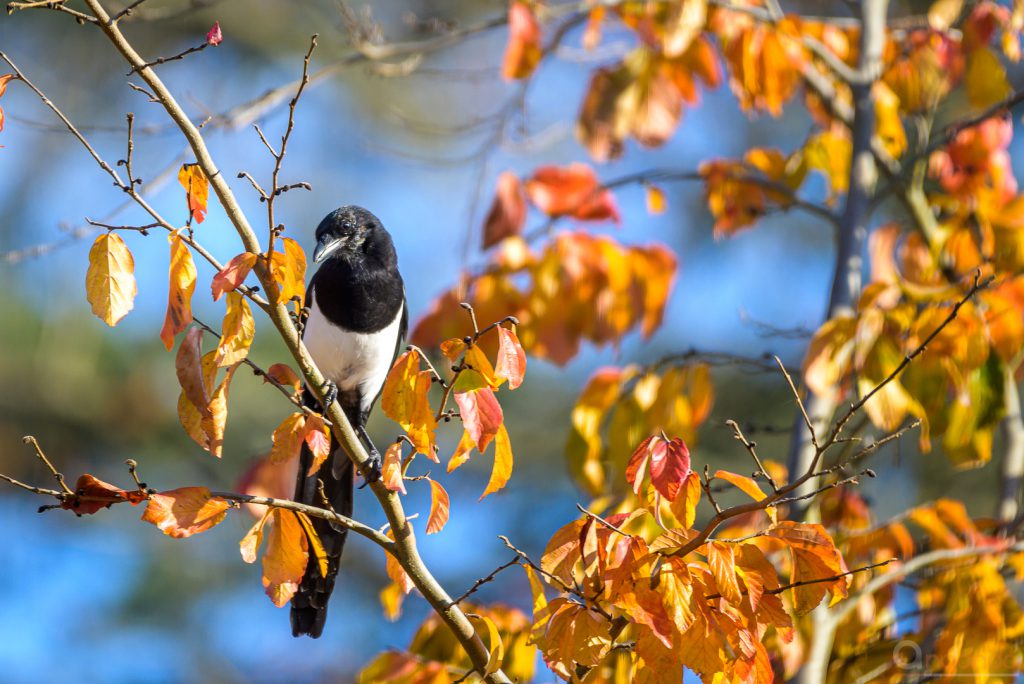 Wachsame Elster in der Parrotie