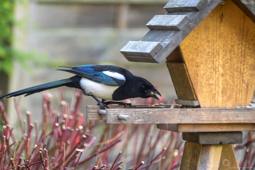 Elster am Futterhaus