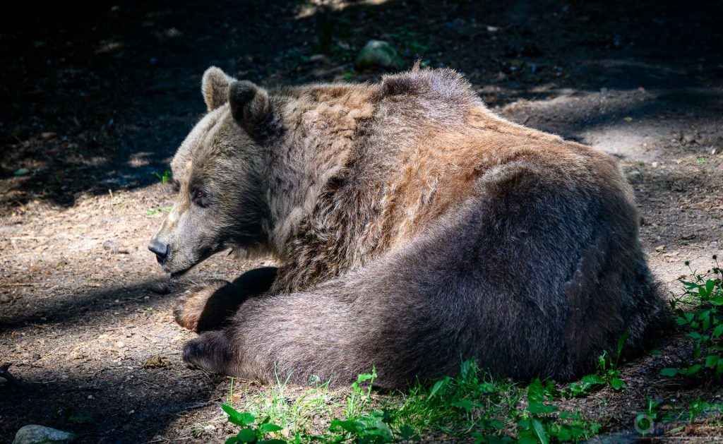 Schläfriger Bär