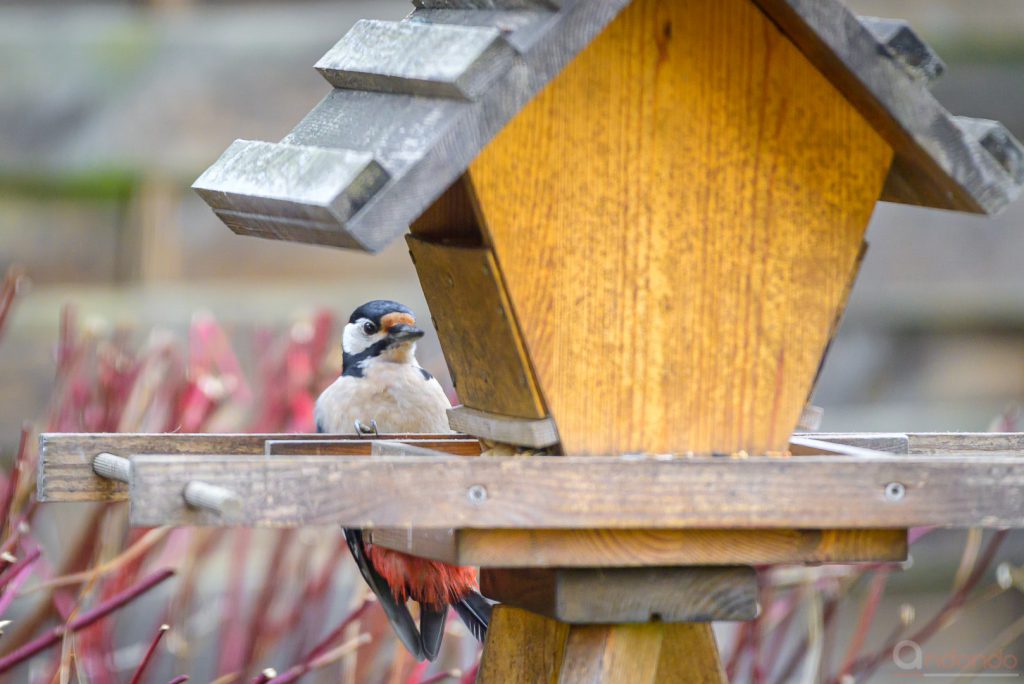 Buntspecht am Futterhaus