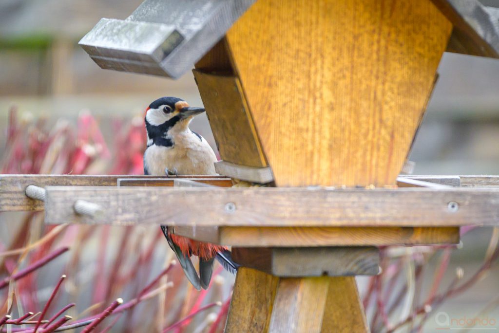 Buntspecht am Futterhaus