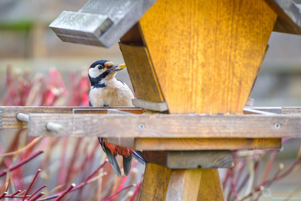 Buntspecht am Futterhaus