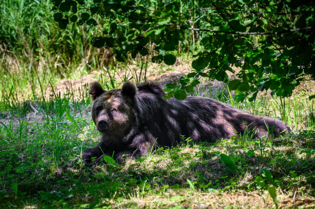 Bär im Schatten