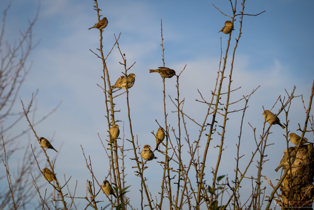 Sperlinge in der Kleingartenkolonie