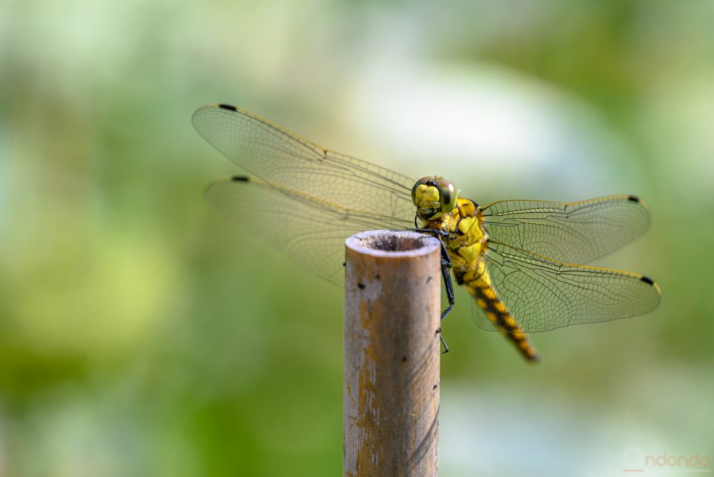 Gelbe Libelle