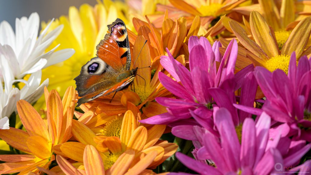 Tagpfauenauge auf Chrysantheme