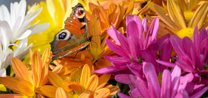 Tagpfauenauge auf Chrysantheme