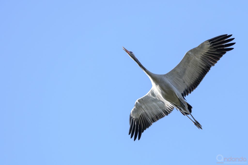 Kranichüberflug