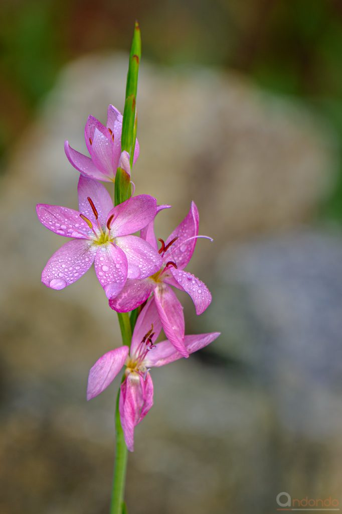 Sumpfgladiole Mrs. Hegarty