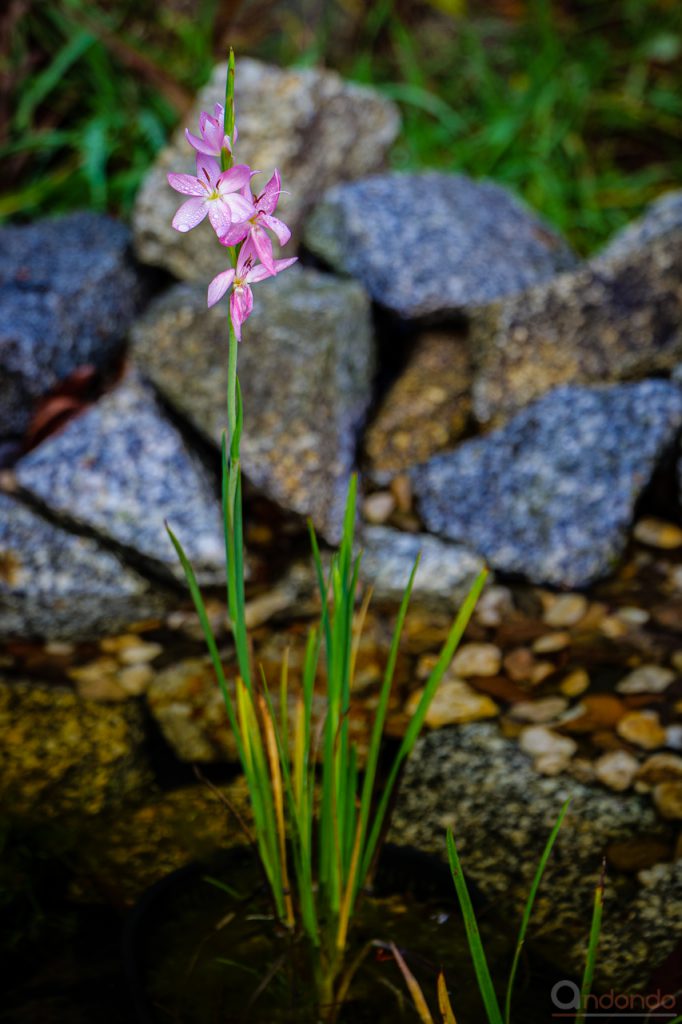 Sumpfgladiole Mrs. Hegarty