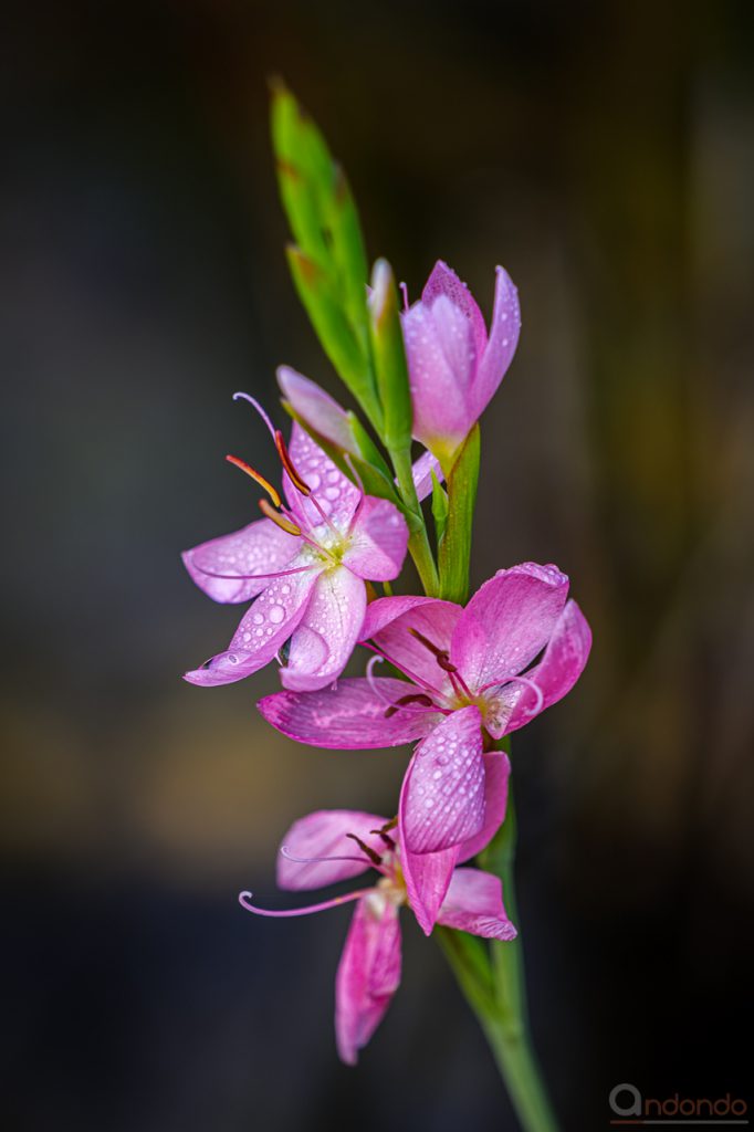 Sumpfgladiole Mrs. Hegarty