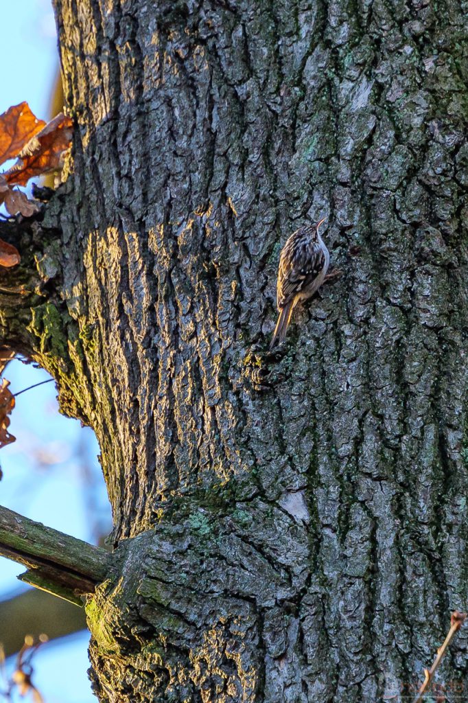 Baumläufer im Park