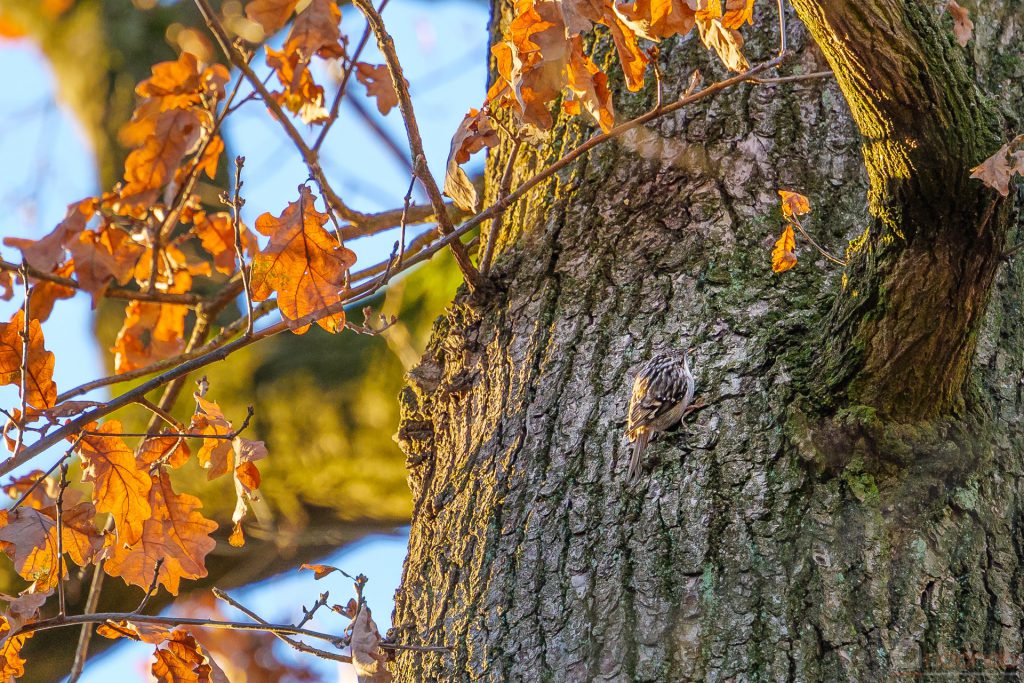 Baumläufer im Park