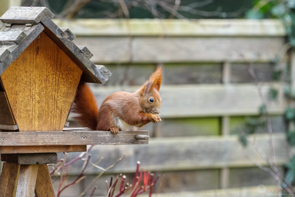 Eichhörnchen am Futterhaus