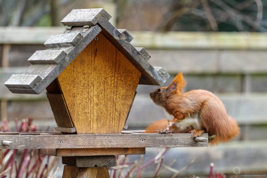 Eichhörnchen am Futterhaus