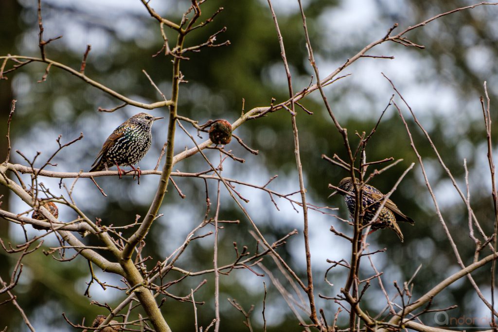 Stare in der Quitte