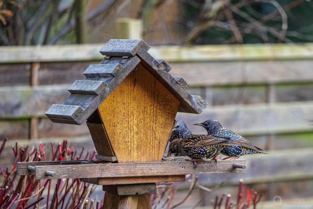 Stare am Futterhaus