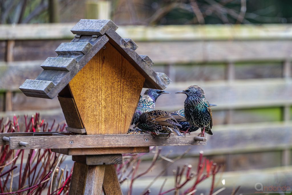 Stare am Futterhaus