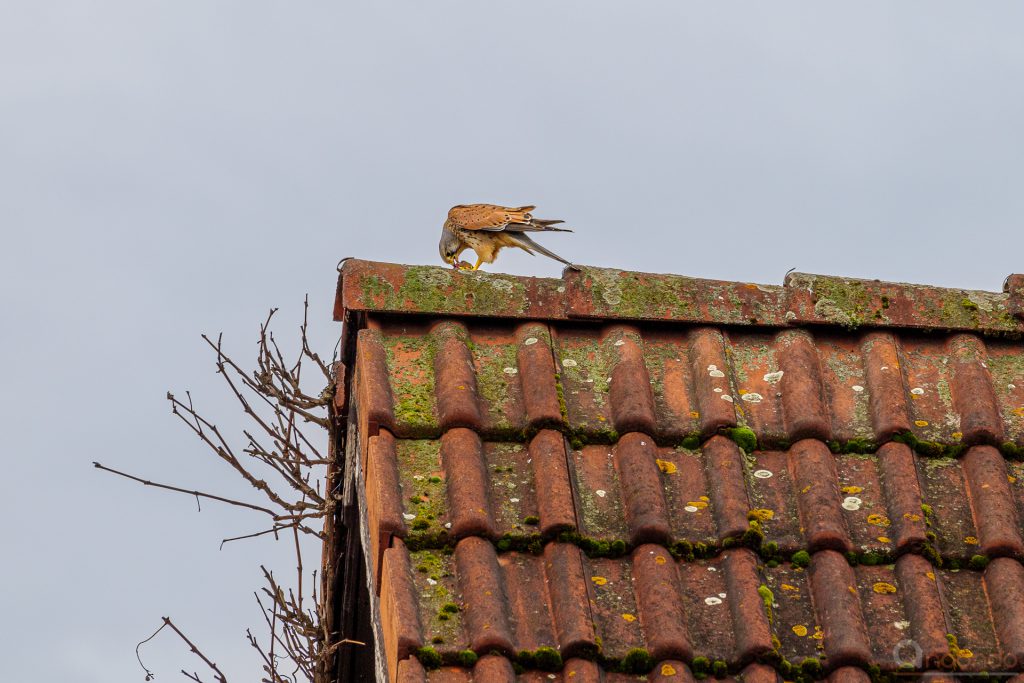 Turmfalke mit Beute