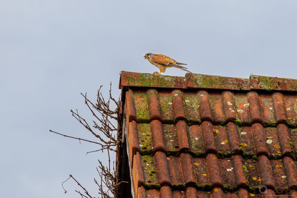 Turmfalke mit Beute