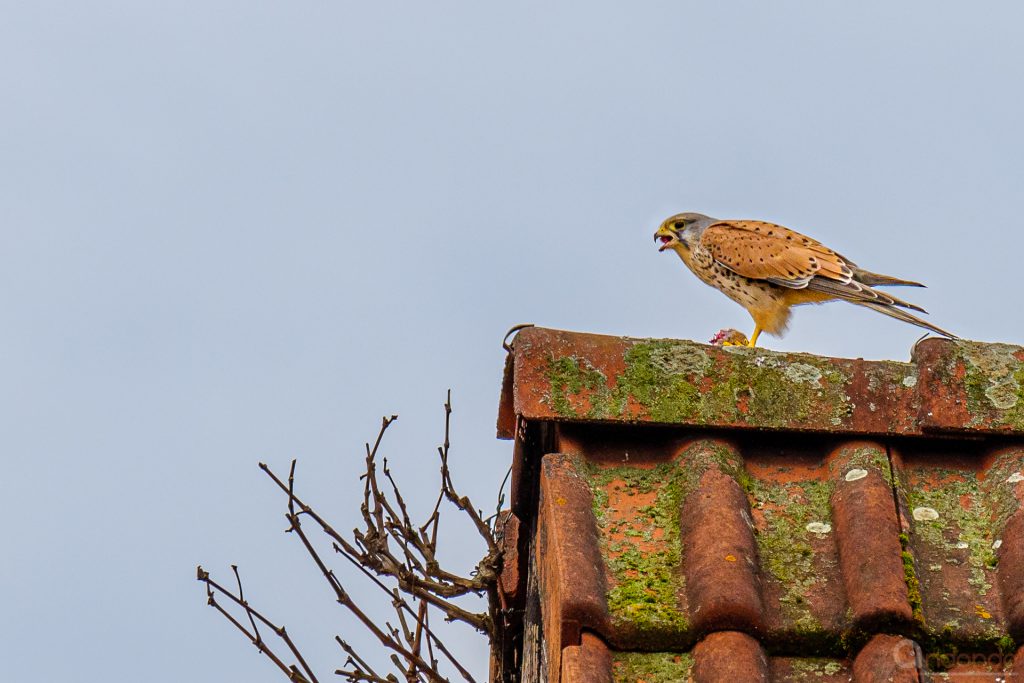 Turmfalke mit Beute